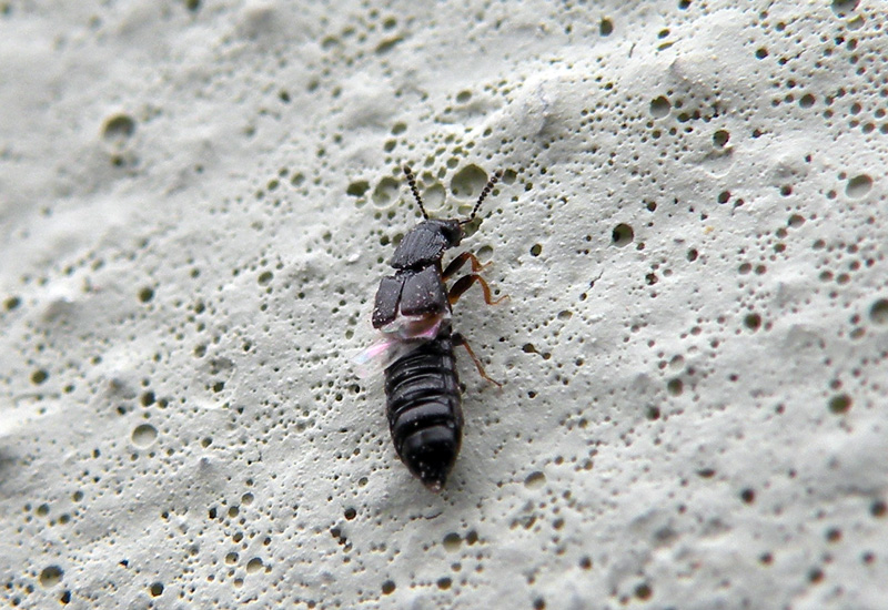 Staphylinidae ?